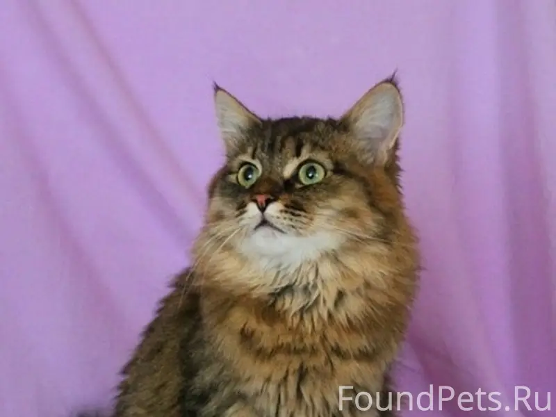 Пропал длинношёрстный кот, ул. Дзержинского