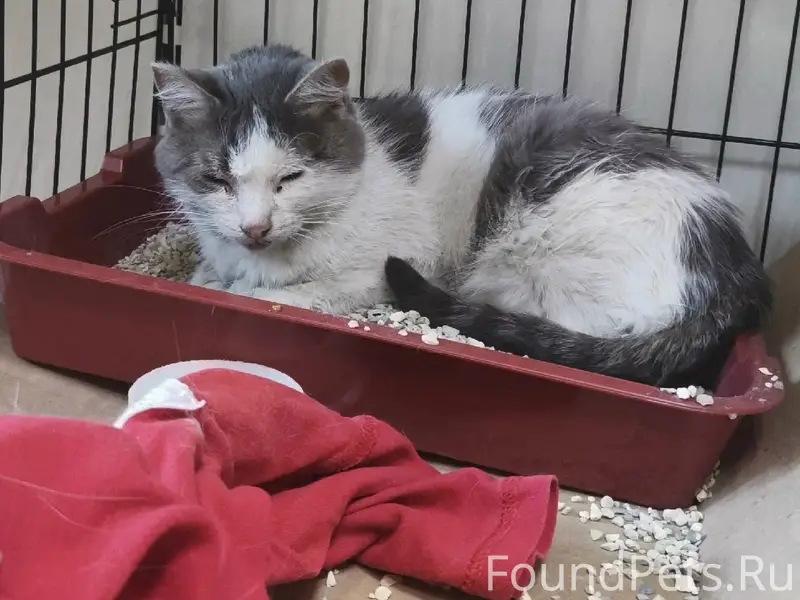 Найдена кошка, Чтз, Салютная, 10