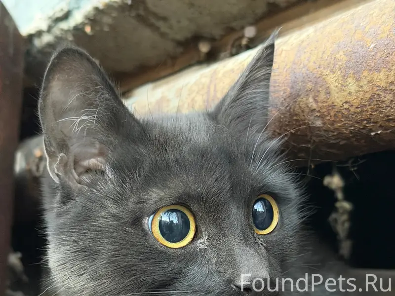 Пропал котёнок Акбузат