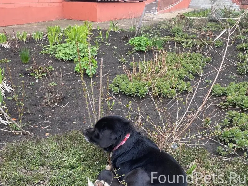 Найден бывший домашний пёс с красным ошейником, Университетский