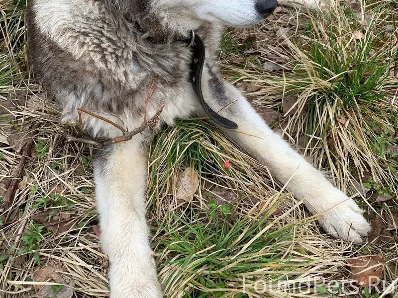 Найден хаски, набережная