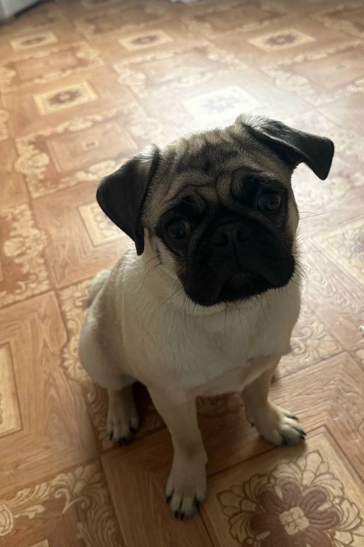 Пропал мопс Валера