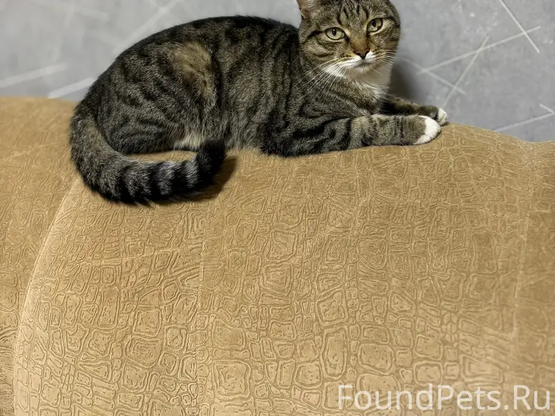 Пропал кот Мартин, Оренбург