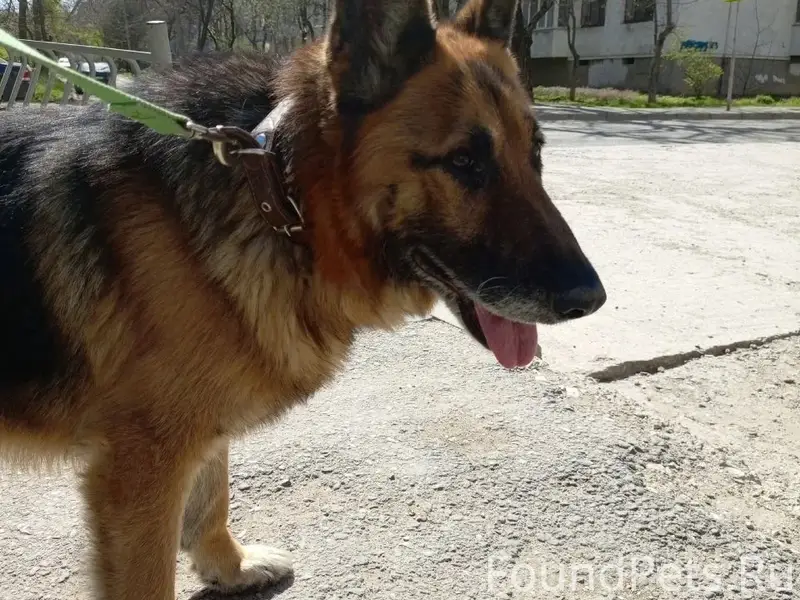 Найденны овчарки, Симферополь и пгт. Зуя