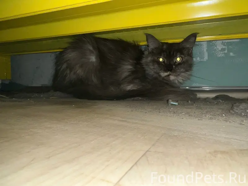 Найдена кошка, Советский район