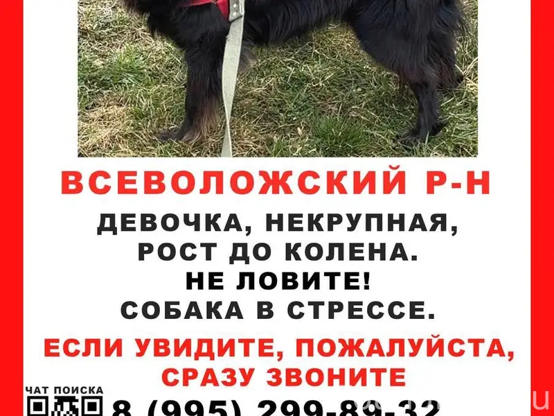 Пропала собака, Осельки, Скотное