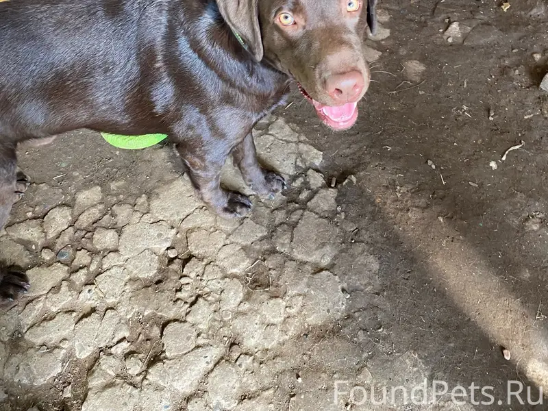 Пропал лабрадор Степан, район Швырёловка