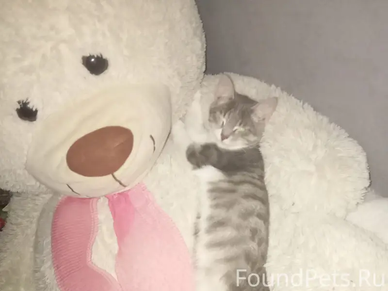 Пропал котёнок, Мечетлинская 15/1