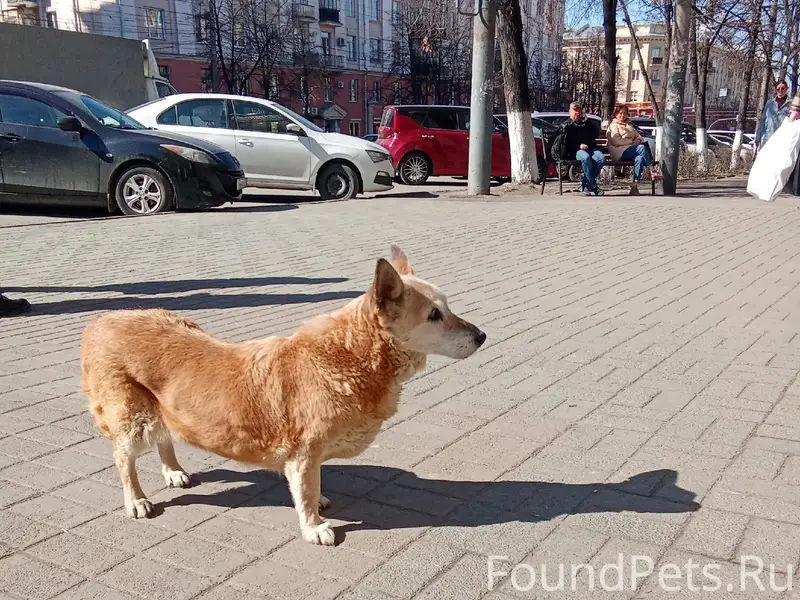 Найденна собака, возле дорожной поликлиники РЖД