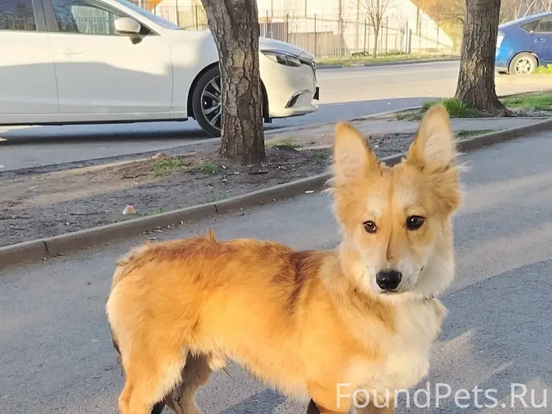 Найден щенок Шайба, Ростов на Дону