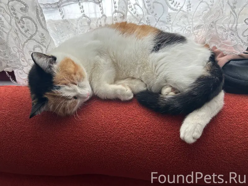 Пропала домашняя кошка, Вильямс, Клубная улица