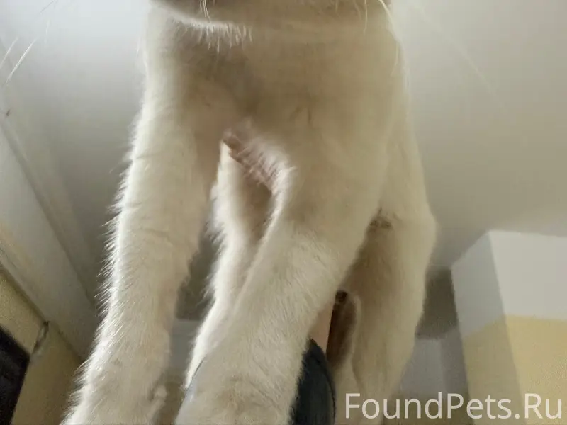 Найден белый кот, Оптиков 52 к2