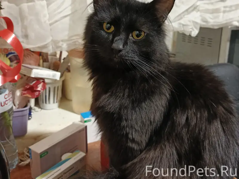 Помогите найти любимца