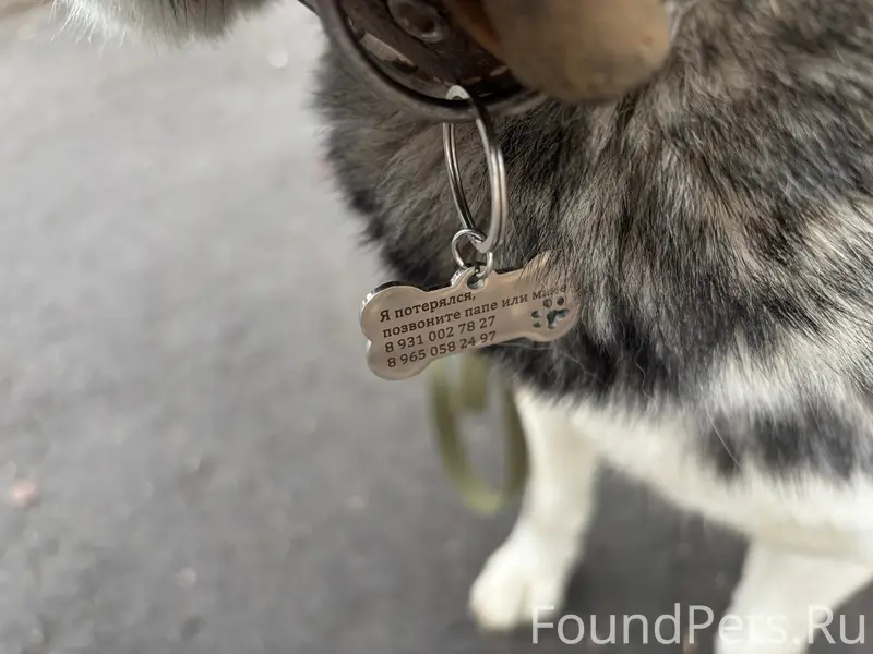 Пропала собака, Пушкин