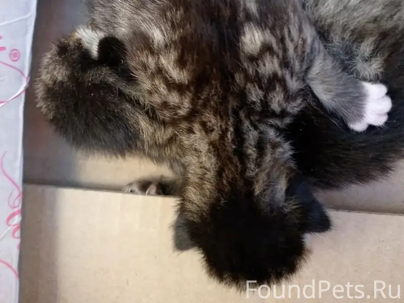 Найдена кошка, [место не указано]