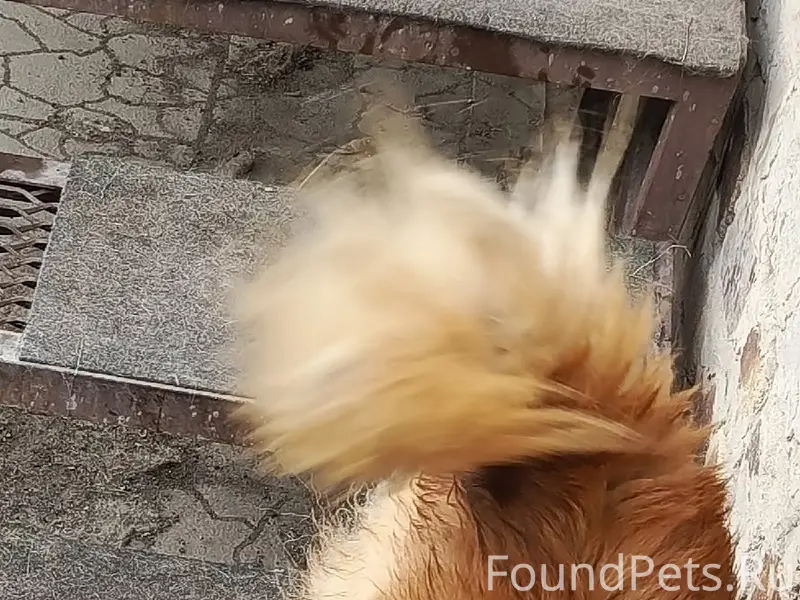 Пропал Жорик, рыжая собака с ошейником, Марцево