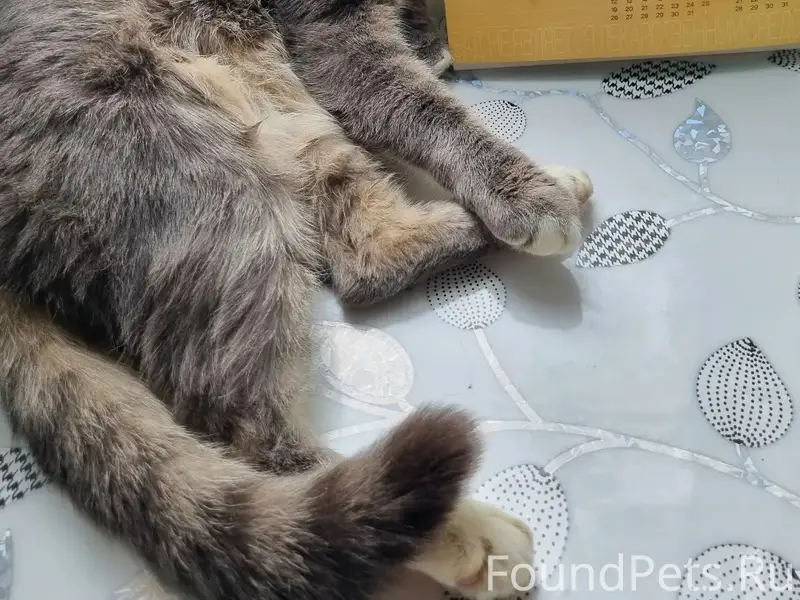 Пропал кот Лазер, улица Тихонова