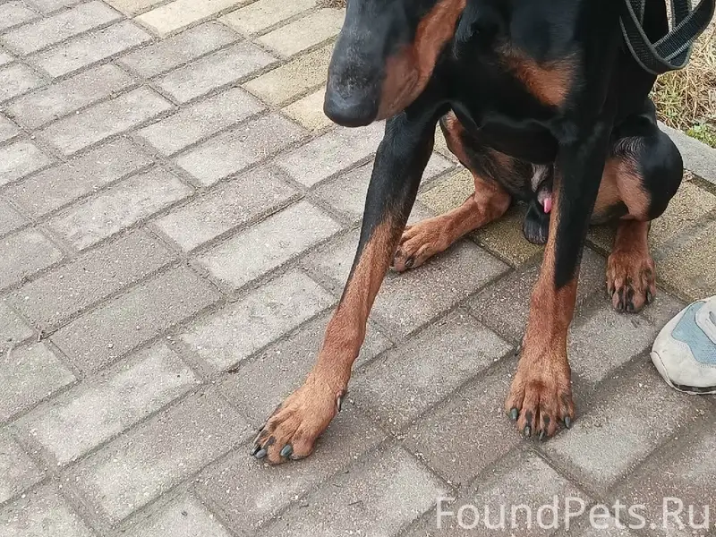 Найден пёс, между Усвятье и Кузино