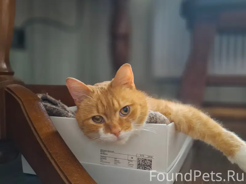 Найден котик Мартин, Зеленоградск