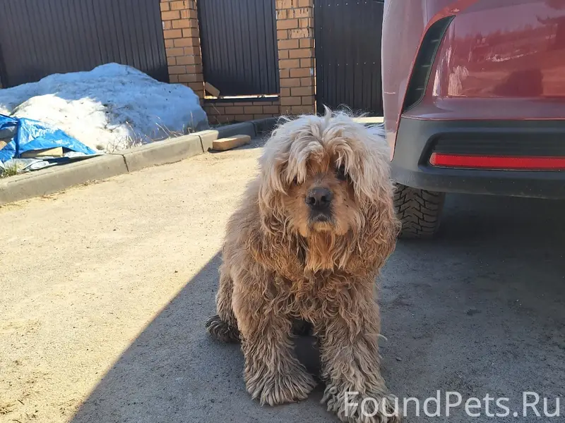 Найденна собака, Пешково