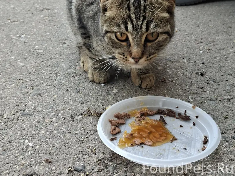 Найдена кошка, ул. Старая Костромская