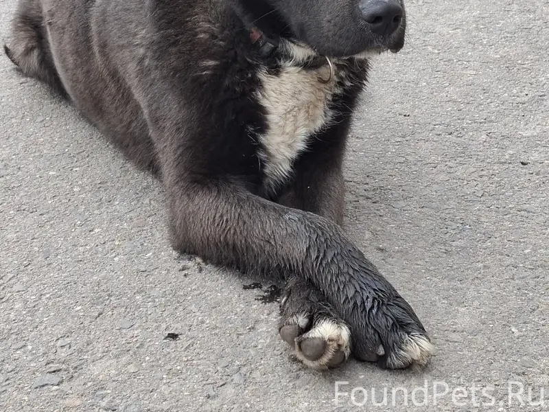 Найден пёс, ищет хозяина, Егорьевск