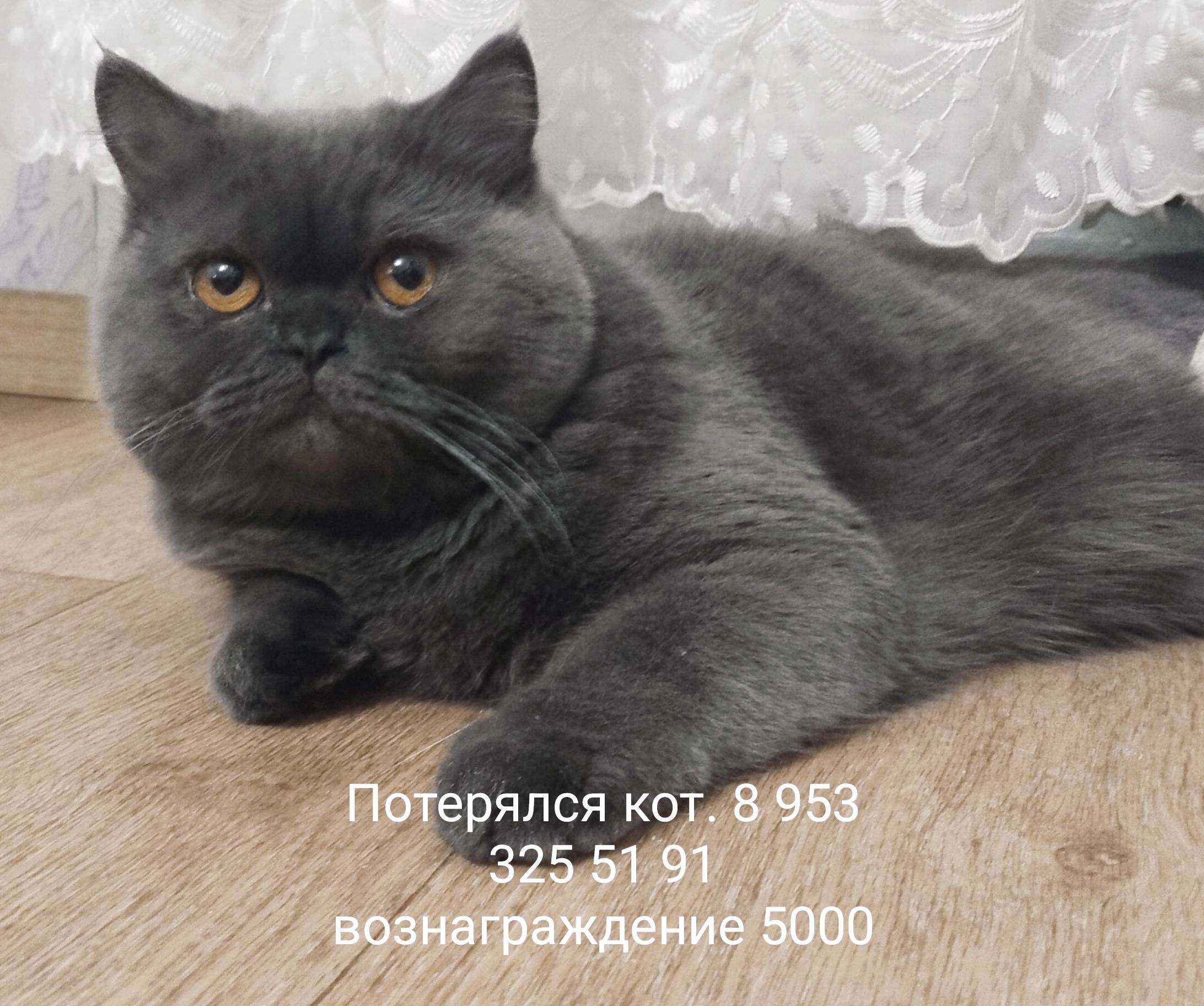 Пропал кот.