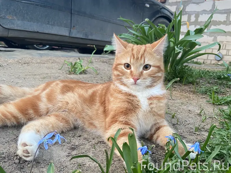 Пропал кот Марсик, район 3ей Свободы