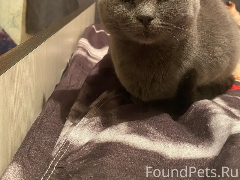 Пропала кошка Тишка, деревня Ряймяля