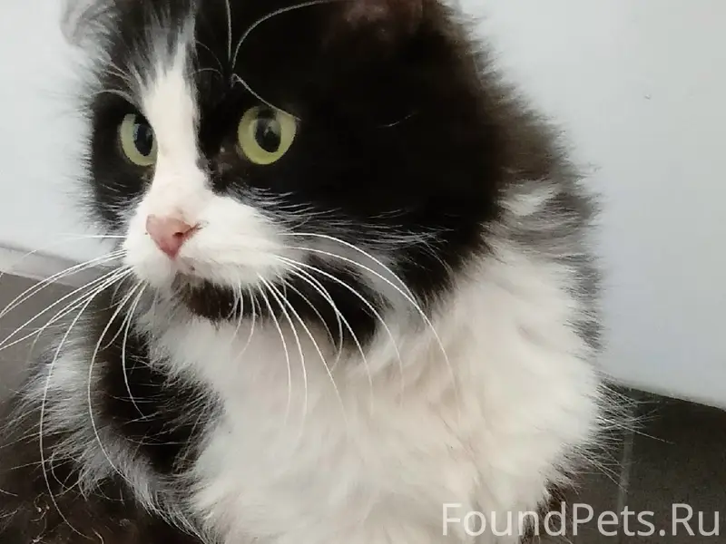 Найдена кошка, Строгановский бульвар