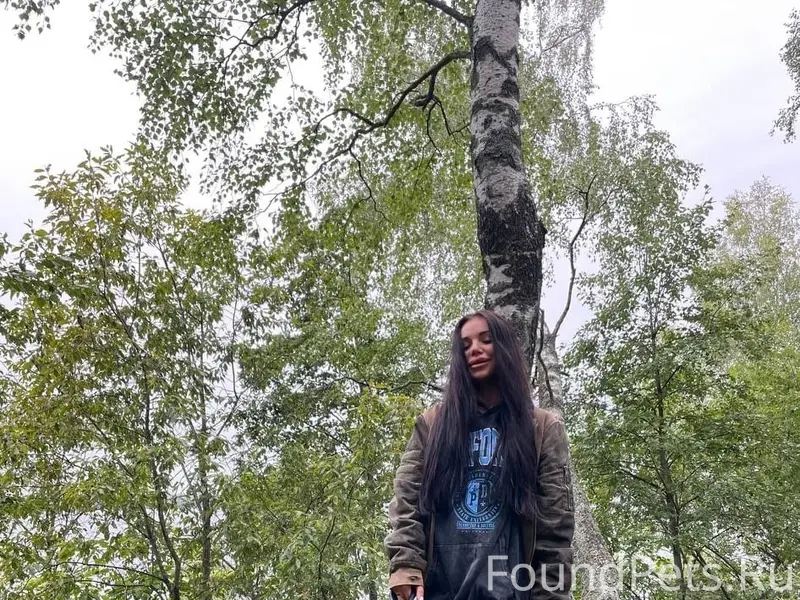 Пропала жесткошёрстная такса Лой, Ивановская область