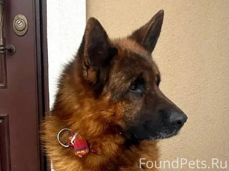 Найден кобель немецкой овчарки, Истринский район