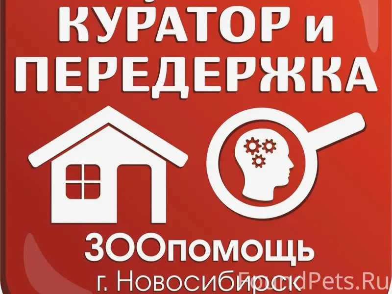 Найдена кошка, ТСН Лада
