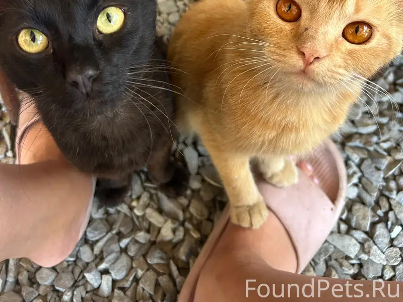 Пропала рыжая кошка, 20-й район