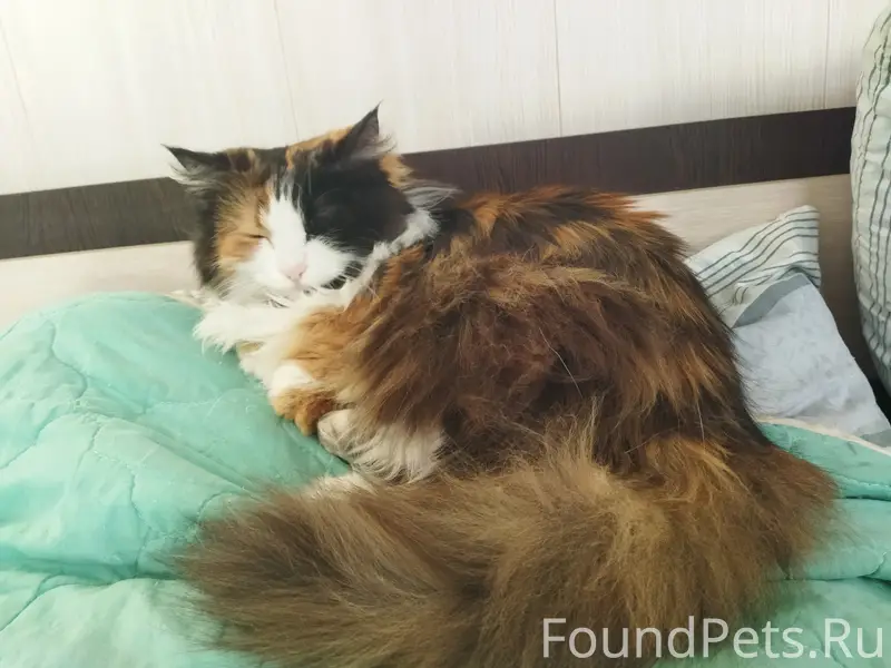 Пропала кошка, ул. Степная