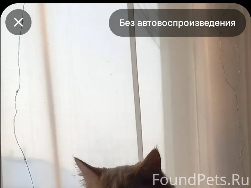 Пропал кот Юшка, переулок Школьный