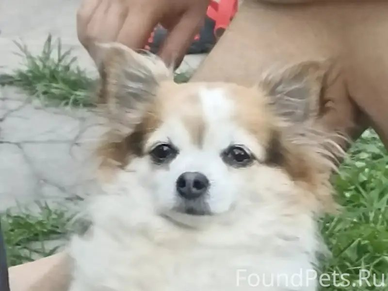 Пропала собака Клепа, район улицы Дачная