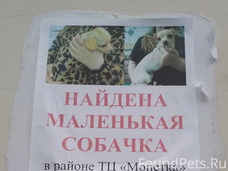Найден тип собака, район ТЦ Монетка