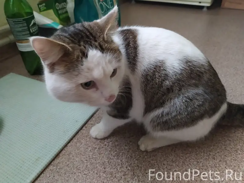 Найден кот, в ошейнике