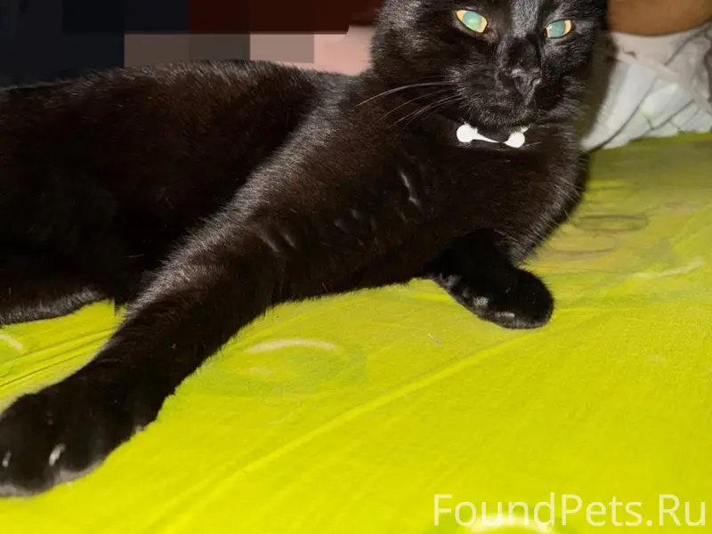 Пропал кот Черныш, Ленинградский переулок