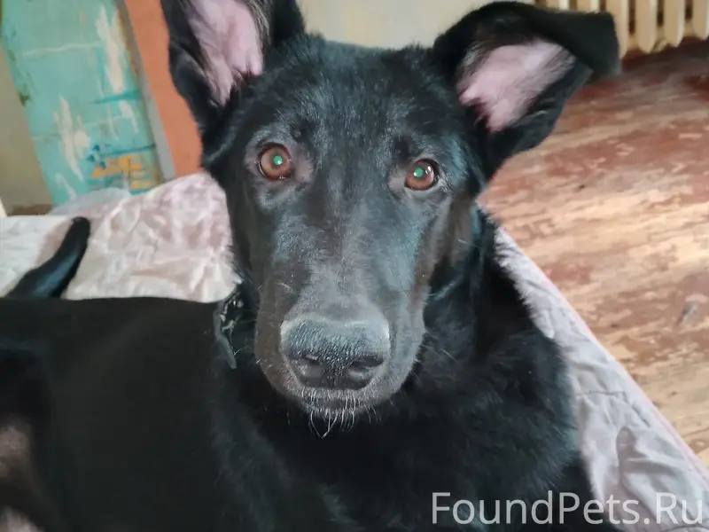 Пропал щенок ВЕО, район СЭС