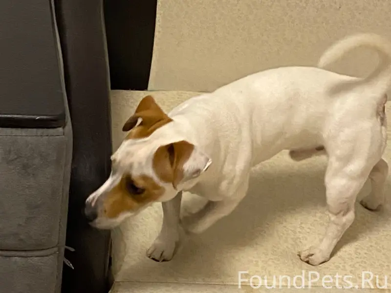 Найден пёс, район 3б