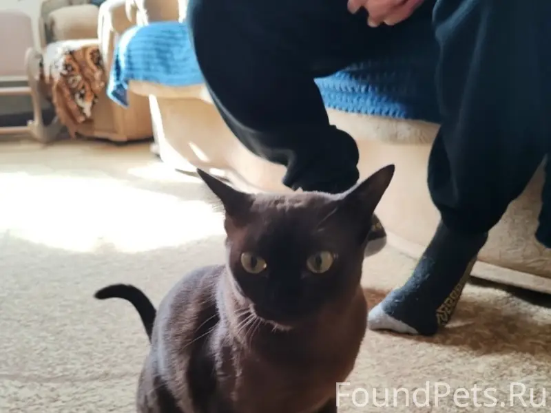 Найдена кошка, ищет добрых хозяев