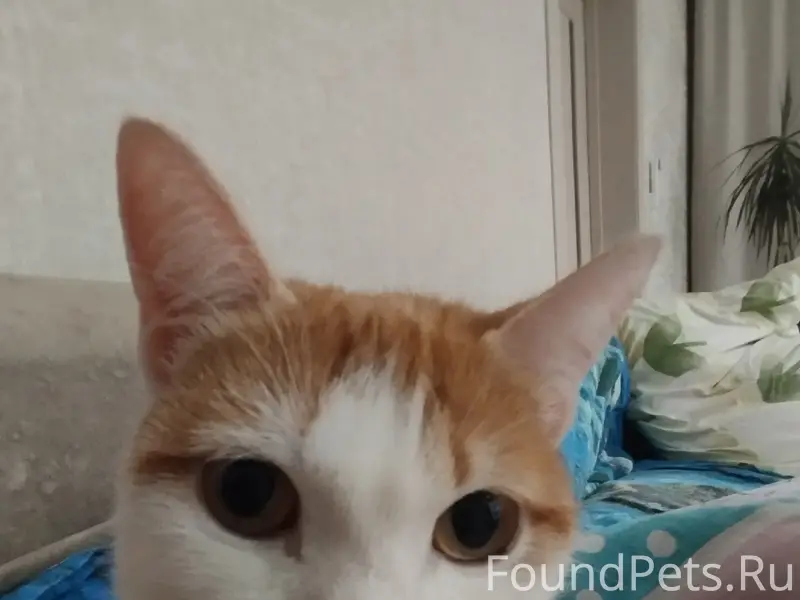 Пропала кошка, район лицея №3