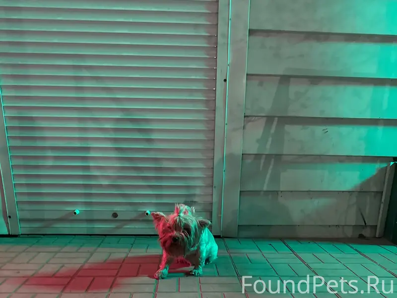 Найден Йорк, Корейское шоссе 7