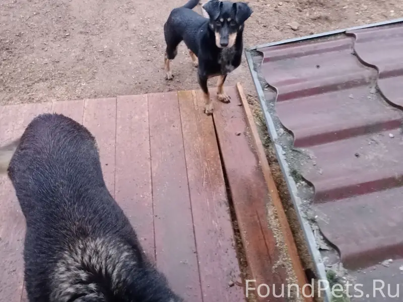 Найден кобель на ул. Бутырской