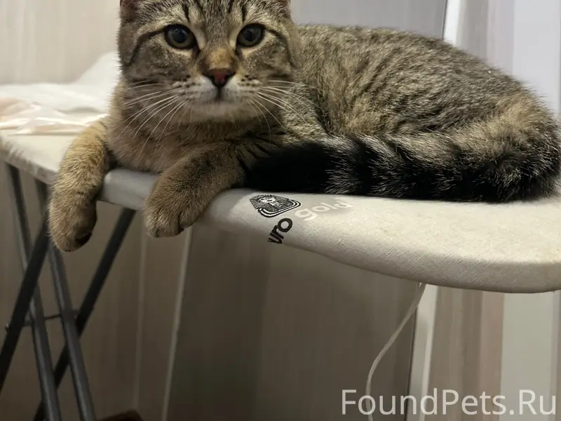 Найдена кошка-подросток, 7 просека