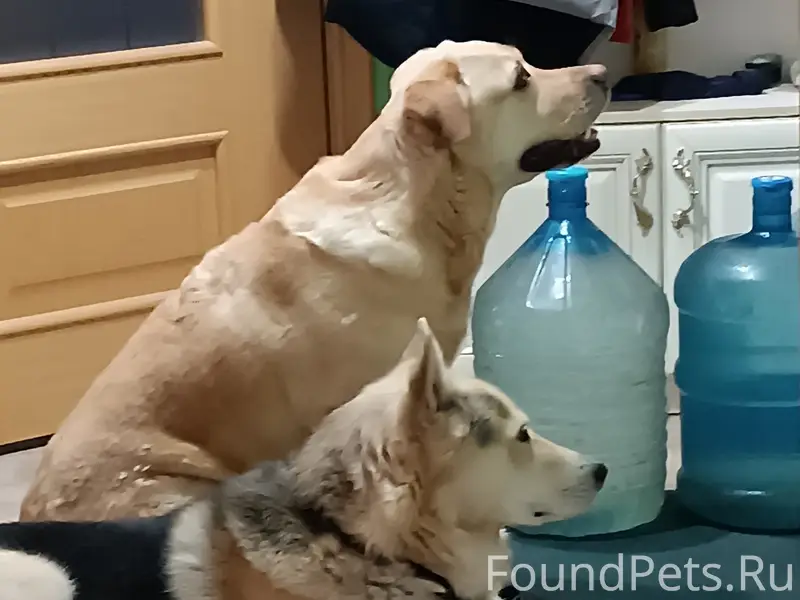 Пропала лабрадор Бася, Салогузово