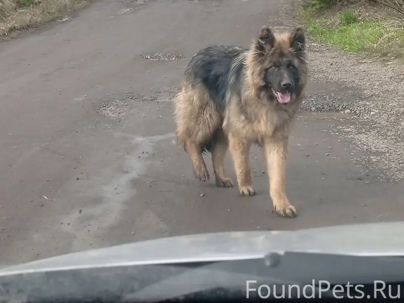 Пропал щенок немецкой овчарки Гром, Белоозёрский