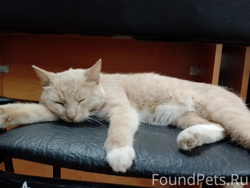 Найдена рыжая кошка, Центральная городская библиотека